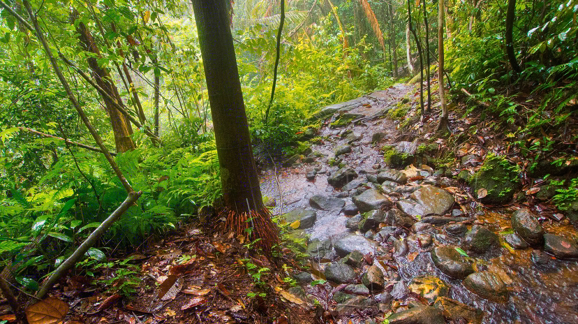 Forest River, Sinharaja National Park Rain Forest, Sri Lanka