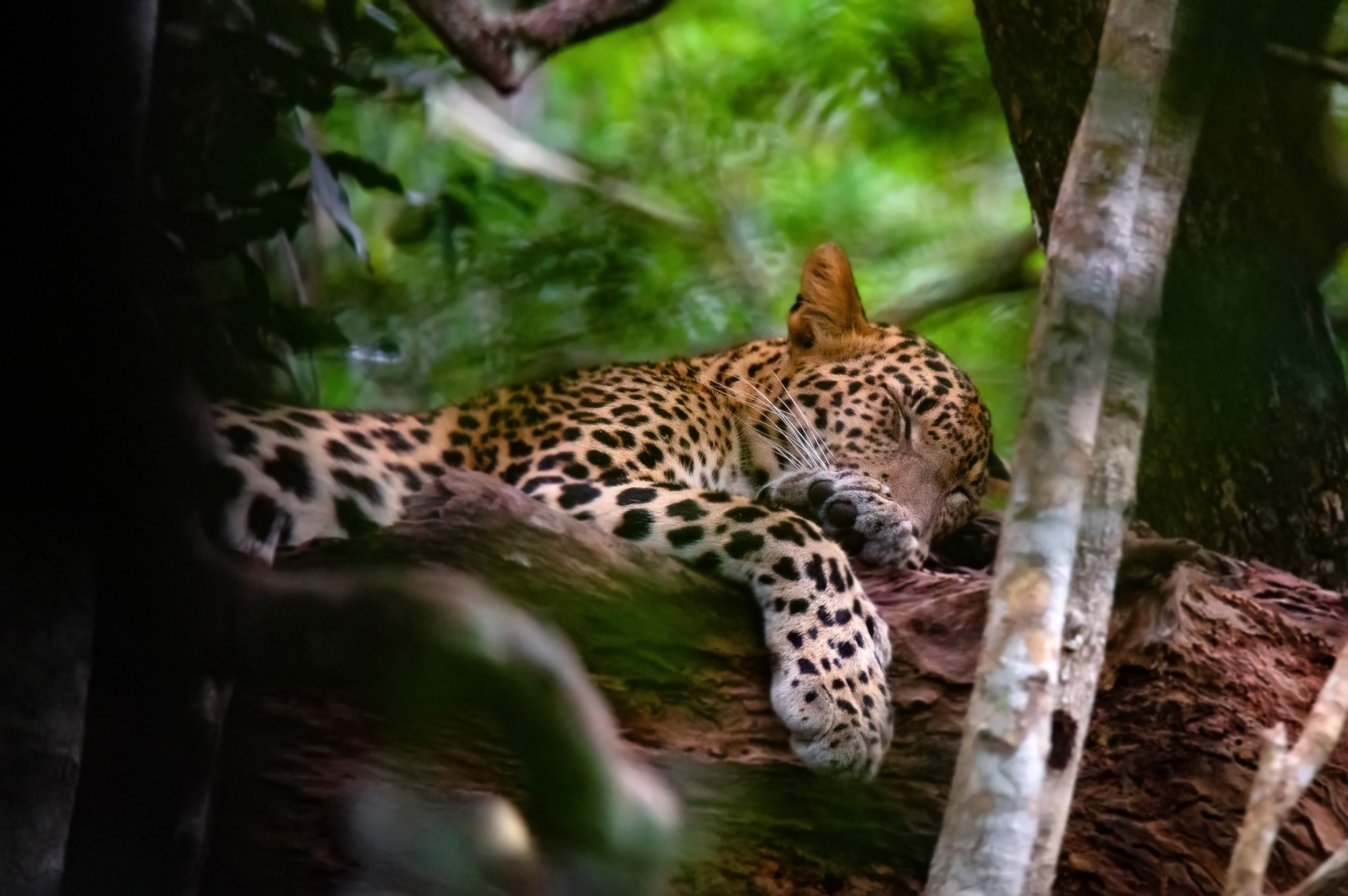 Leopard or Panthera pardus kotya rest on a tree