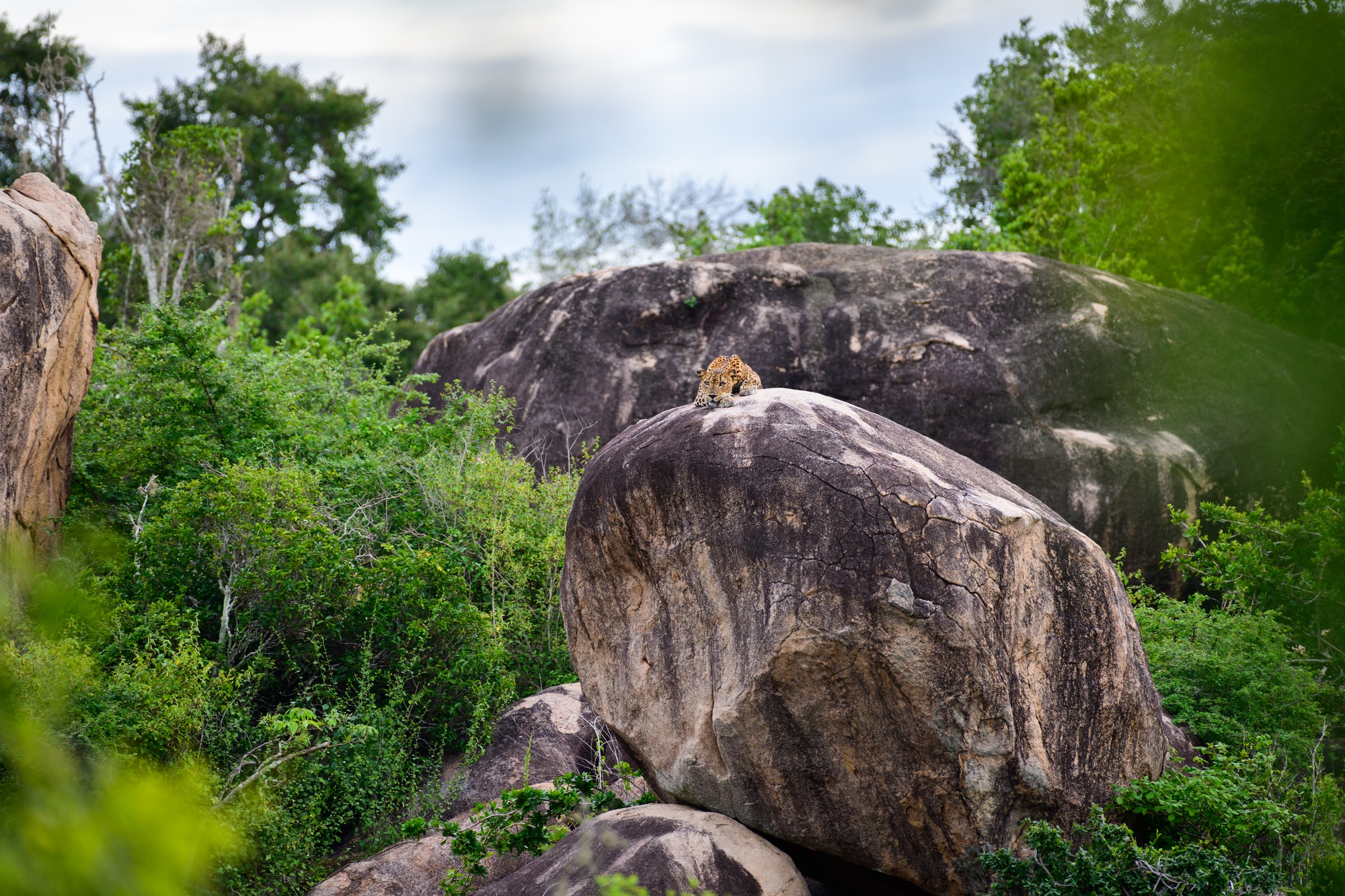 Sri Lankan leopard resting on a rock in the distance, beautiful landscape scenery at Yala